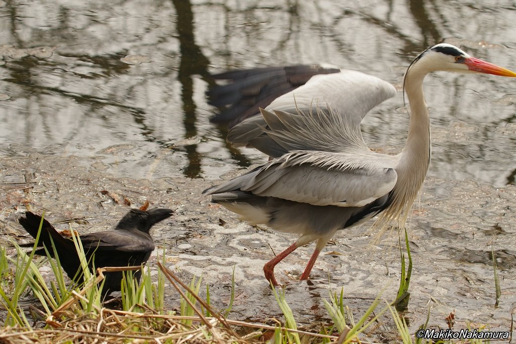 NPO法人札幌カラス研究会 tweet media