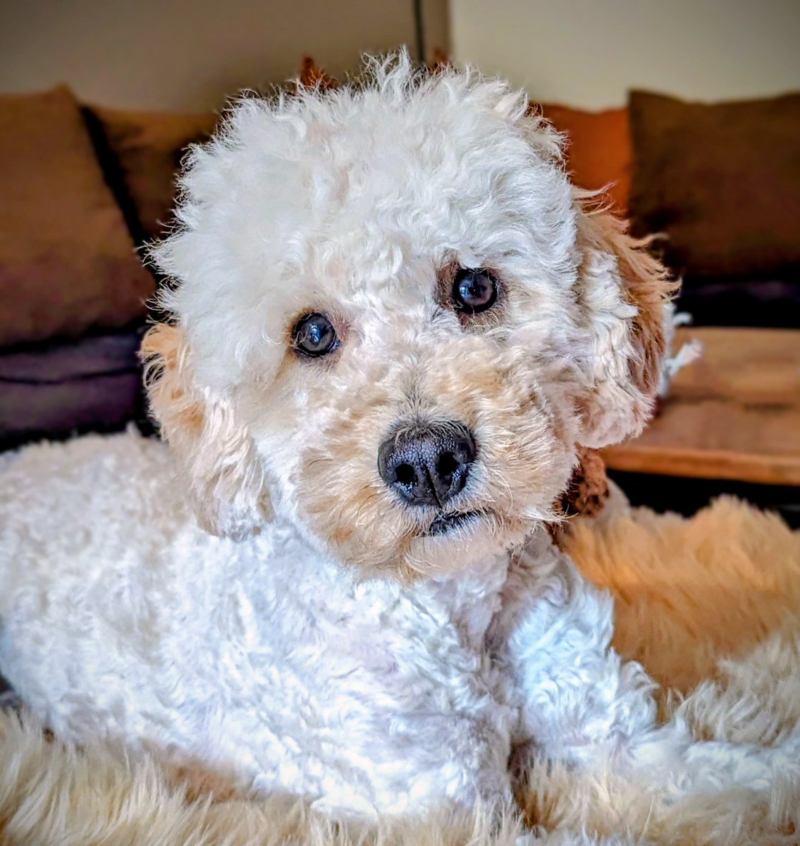 🤍💙🖤-Lord-Bryan_C_⭐⭐⭐ tweet media