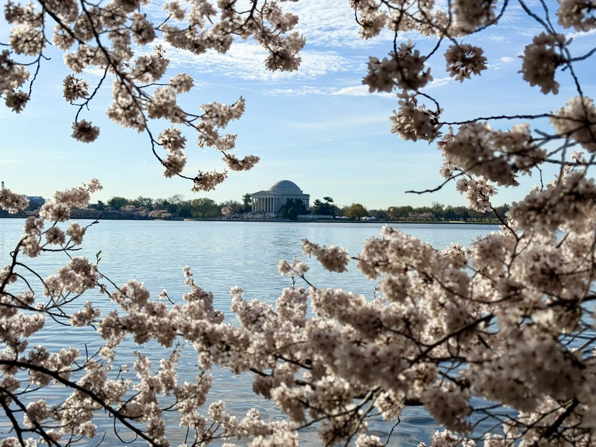 anu2000m's tweet photo. Sun or shade
This view never ages 🌸💙

@CherryBlossFest @NationalMallNPS 

#CherryBlossom #Sakura #Spring #Spring2026 #TidalBasin #PeakBloom https://t.co/2OIXf7FTwI