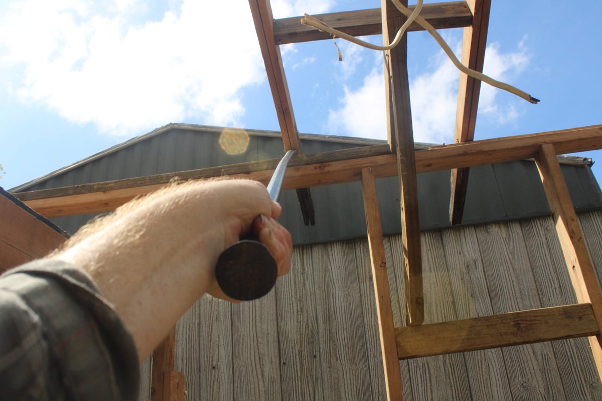 docsanderson's tweet image. #Scientists #Carpenter #RestorationProject #ApexPredator @HeartsofHeroes_ @danpeckwx
@Ginger_Zee @Nature Lizzie after lunch i got the Rafters completely removed. need to clean them etc. shed has good wood but  insect damage also. ready to blow apart in wind now Naptime Mwah Lee