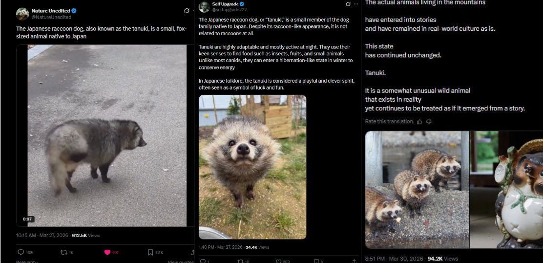 zephtradez's tweet photo. Since we are in a Japanese meta, tanuki are real animals that in Japanese culture are widely recognized as symbols of good luck

People place them as statues outside shops and businesses to attract success, helping bring in good fortune over time

Recently Tanuki posts are going viral with 1 reaching 1.3 million views in 1 day

https://t.co/VXGj55NRnU