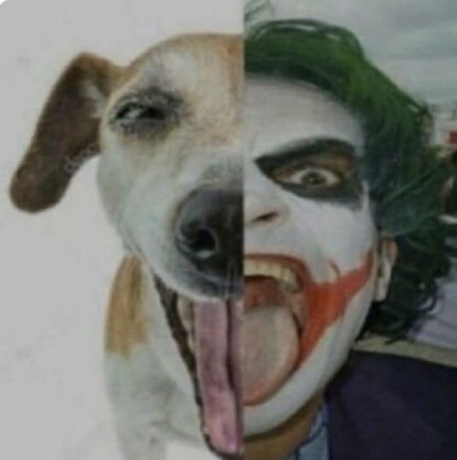 💤abella tweet media