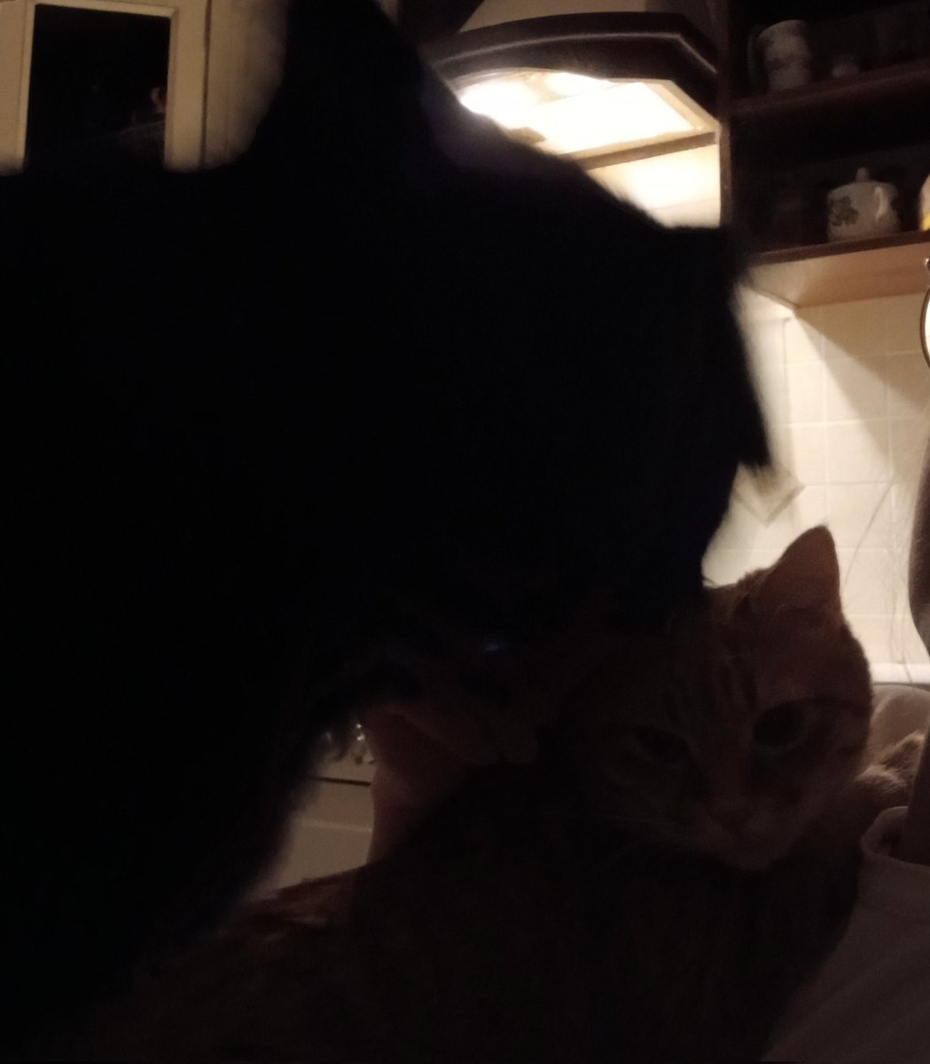 Созвездие Кошки tweet media