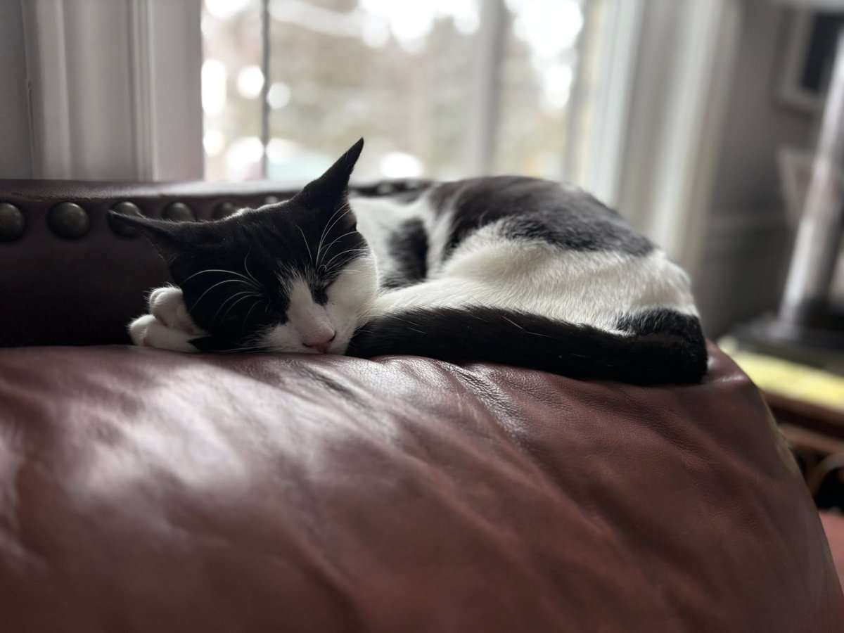 Guelph Lost Pets tweet media