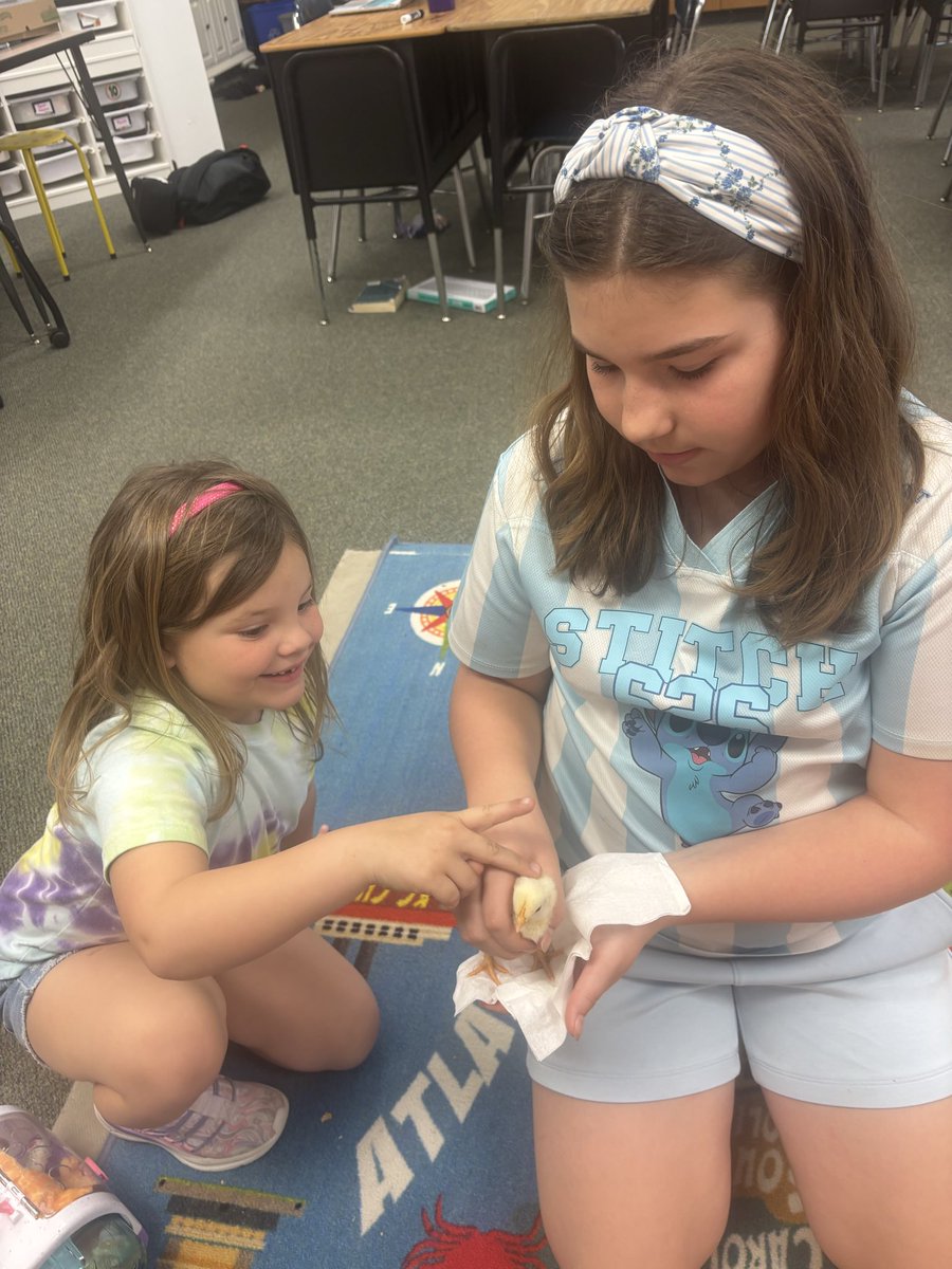 Love sharing our chicks with other classes too! Getting to see a live animal up close is such a powerful learning opportunity <a href="/Geistgators/">Geist Elementary</a> <a href="/HSESchools/">Hamilton Southeastern Schools</a> 
#ALLin