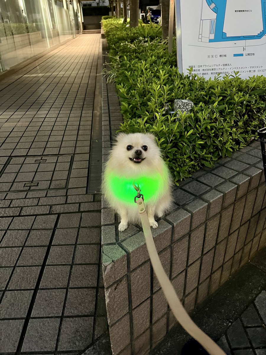 渋谷のポメ吉だす⌘ tweet media