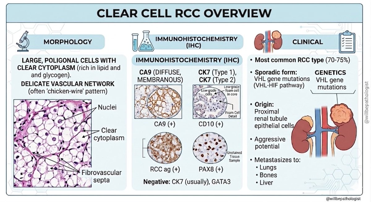 sena naz tweet media