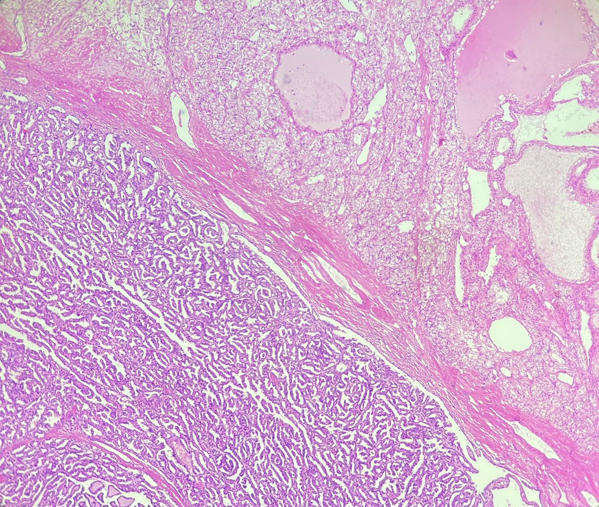 sena naz tweet media