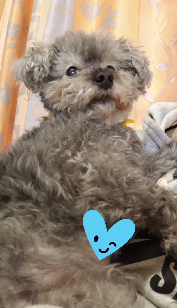 El día más triste de todos llegó. Te amo, Sheik. Hasta que nos volvamos a ver. Que en paz descanses bebé de la casa.