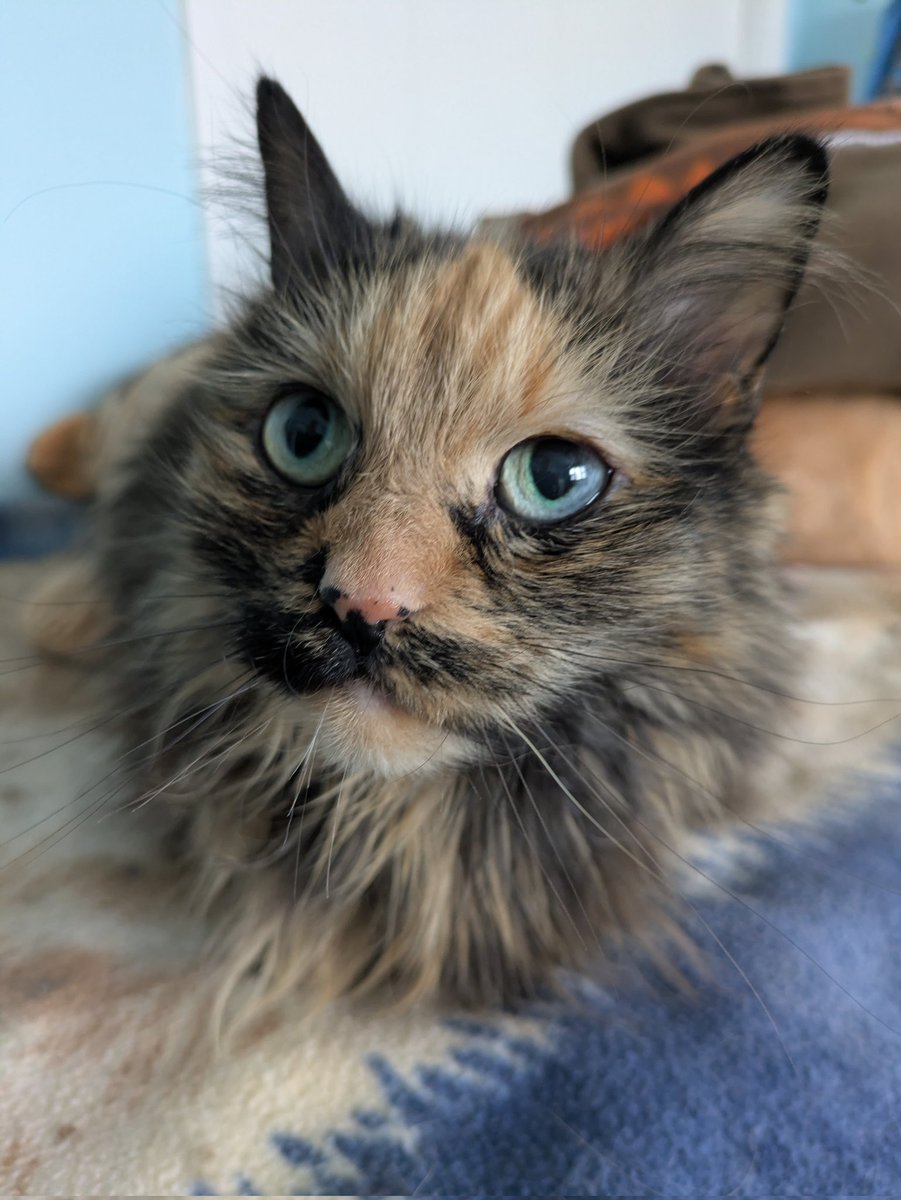 aiscatsndog's tweet photo. @nyantamach222 Amelie, one of four of our cats, three others found us via the "cat delivery system". No strays turned away.:) https://t.co/AbFnHDkmlb