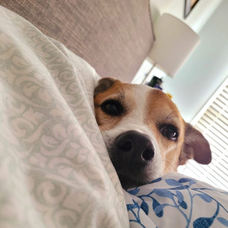 MomsWhoSave's tweet photo. #TFDPartner

Rosie’s Fresh Start: How The Farmer’s Dog Is Changing the Way We Feed Our Senior Dog (Plus, a Discount)

GO ➡️➡️ https://t.co/1167KFoz4j

#TheFarmersDog @thefarmersdog https://t.co/X25maewFe2