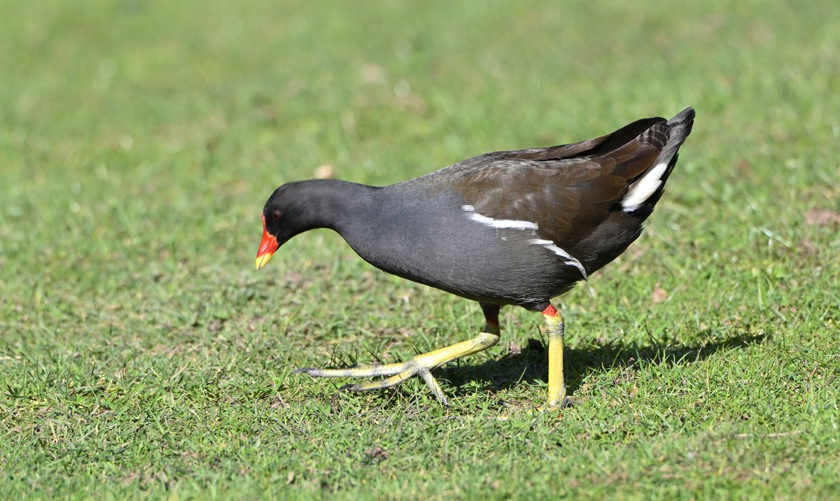 Tom Moodie tweet media