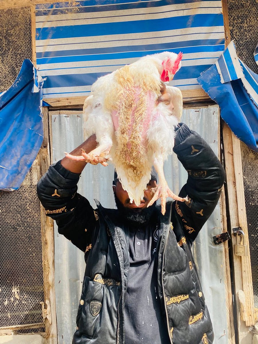 Naija_farmers's tweet photo. Let’s Break It Down: 100 Broilers (0–6 Weeks) Using Today’s Market Price”

Let’s use today’s real market situation so beginners can understand what they’re getting into.
 • Day-old chick: ₦1,700
 • Feed (Starter): ₦23,000 per bag

We’re calculating 100 birds from day-old to 6 weeks using only starter feed.

📊 FEED CONSUMPTION (0–6 WEEKS):

A broiler consumes about 3.9kg feed in 6 weeks.

So for 100 birds:
3.5kg × 100 = 390kg feed total

1 bag = 25kg
350kg ÷ 25 = 15.6bags

💰 FEED COST:

16 bags × ₦23,000 = ₦368,000

🐥 COST OF CHICKS:

100 birds × ₦1,700 = ₦170,000

⚙️ OTHER COSTS (Estimated):
 • Drugs & vaccines: ₦20,000
 • Litter & setup: ₦15,000
 • Miscellaneous: ₦5,000

Total other costs: ₦40,000

💵 TOTAL COST (0–6 WEEKS):

₦368,000 (feed)
 • ₦170,000 (chicks)
 • ₦40,000 (other)

= ₦578,000

📌 COST PER BIRD:

₦578,000 ÷ 100 = ₦5,780 per bird

📌 COST PER SURVIVING BIRD:

₦578,000 ÷ 85 birds = ₦6,800per bird

📍 REAL LESSON:

Mortality doesn’t just reduce your birds…
it increases the cost of the ones that survive.

That’s where many farmers lose money without knowing.

⚠️ NOTE:
This does NOT include profit yet.
Base on your location u can add 2000 to 2500
= 6800 + 2000 = 8800 or 9300 😌🥰 

💬 Let’s Learn Together:
This is my own breakdown using current prices.

Experienced farmers, drop your own calculation in the comments.
Let’s compare and help beginners understand better.

⚠️ IMPORTANT NOTE:
This is a guideline, not magic.

If your management is poor, your cost will go higher.
If you know what you’re doing, this is about 90% https://t.co/gIYZrpA32r

Farmers, how many bags do you use for 100 birds?

Follow for more 

~Adebayo Abdulganiyu