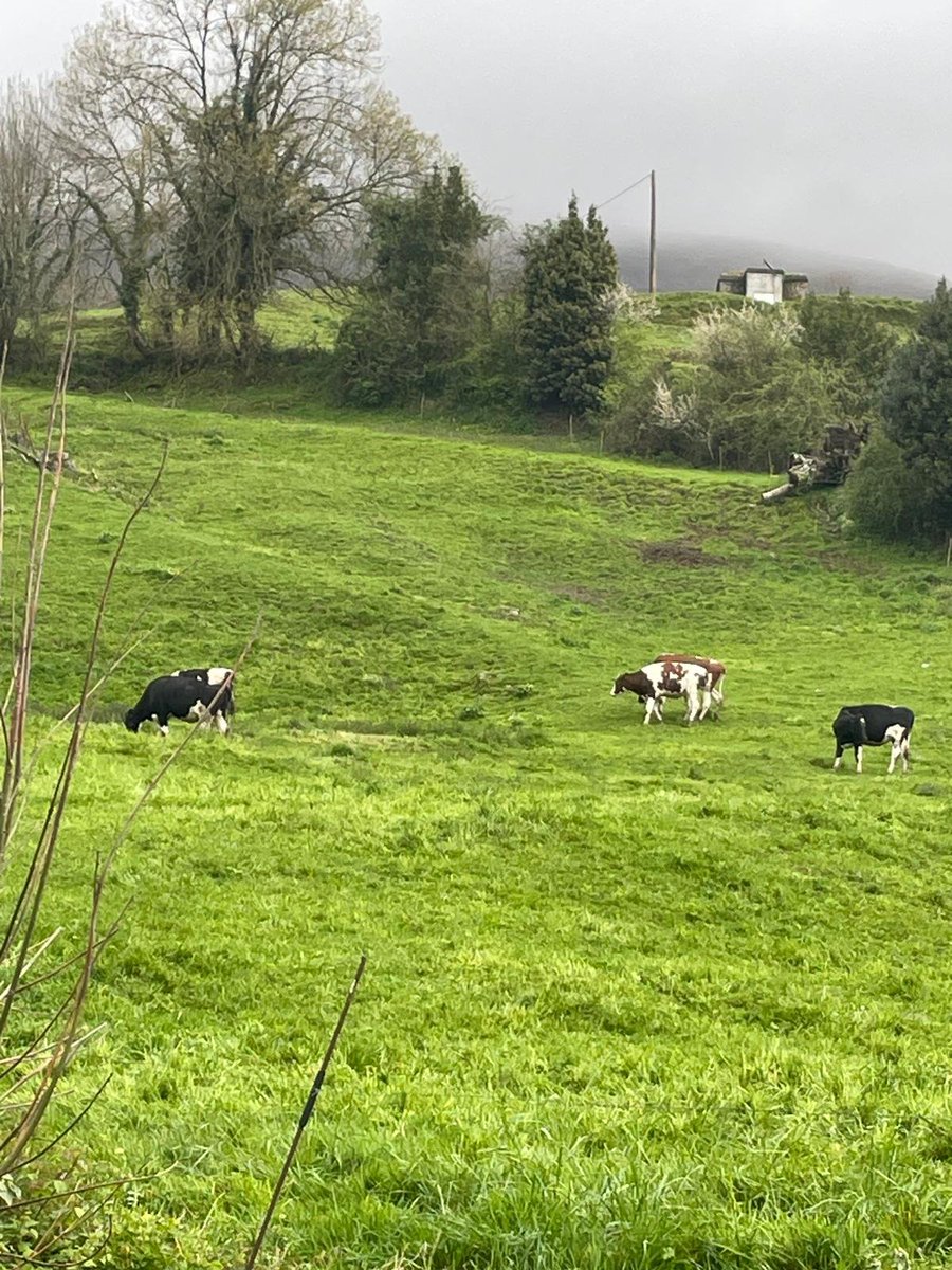 Azukiki偷鸡不成蚀把米 tweet media