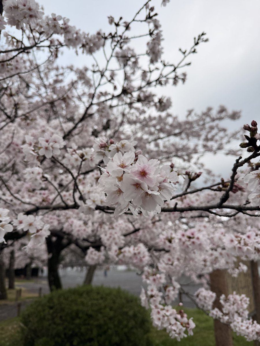 eriko @ 多言語学習 tweet media