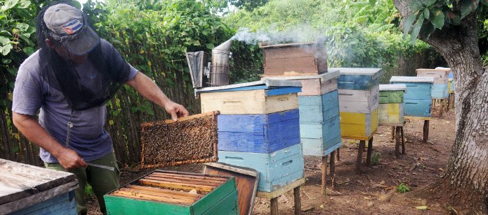 Mantiene municipio d Vertientes actividad d comercio exterior,en esta dirección se exporta en los renglones d miel d abeja con resultados positivos al cierre dl segundo mes dl año, además d las potencialidades q posee en el carbón vegetal.
Más información: facebook.com/plugins/post.p…
