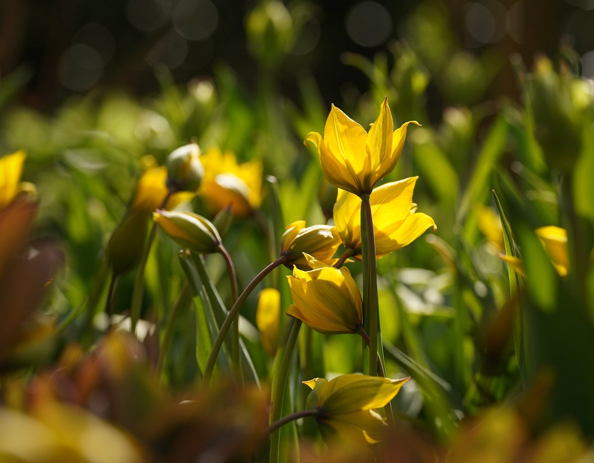 Borde Hill Garden tweet media