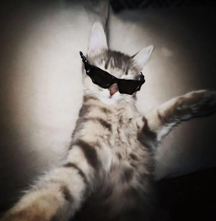 ๆฏใใฃใซ๐ฌ tweet media