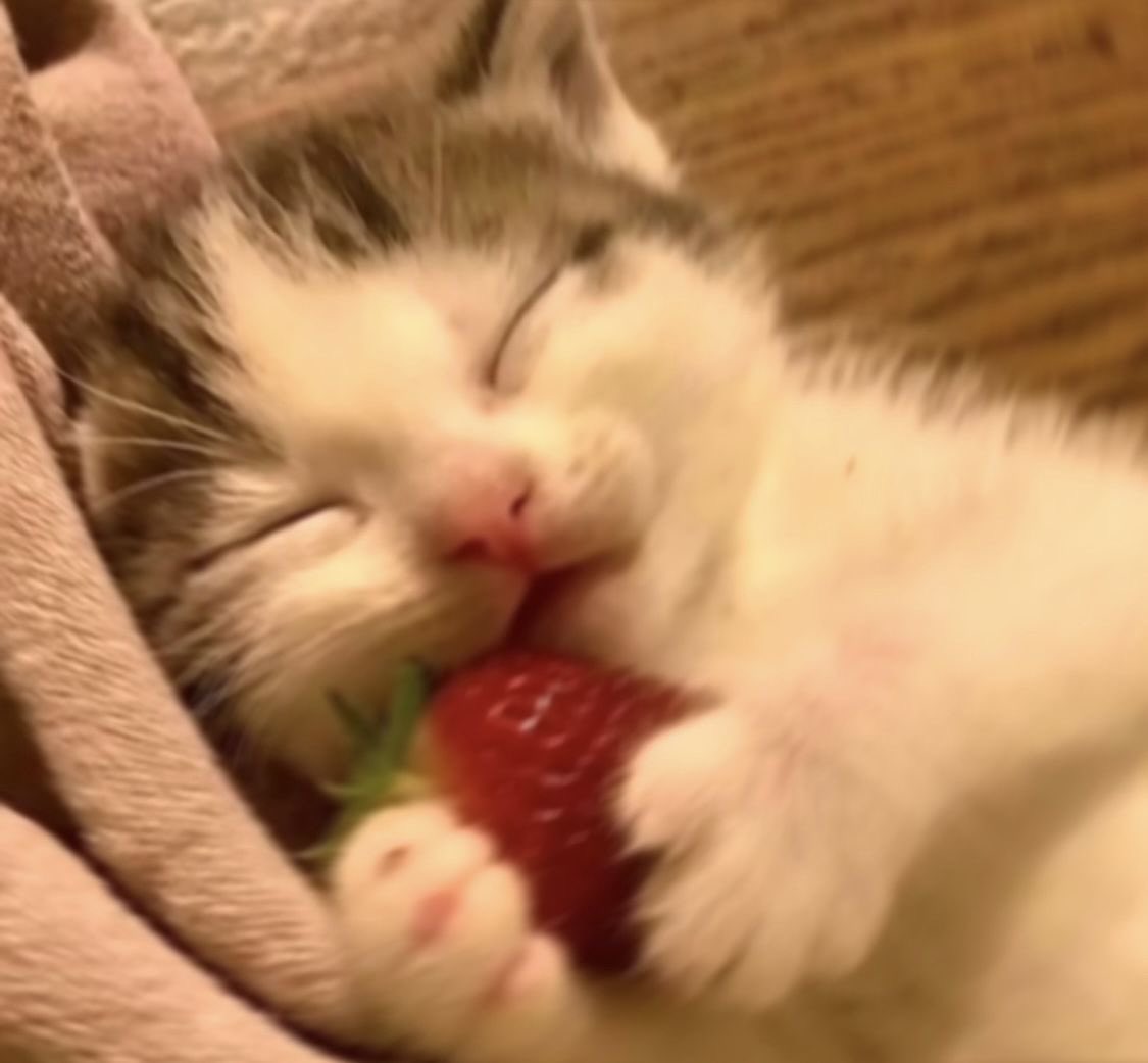 ๆฏใใฃใซ๐ฌ tweet media