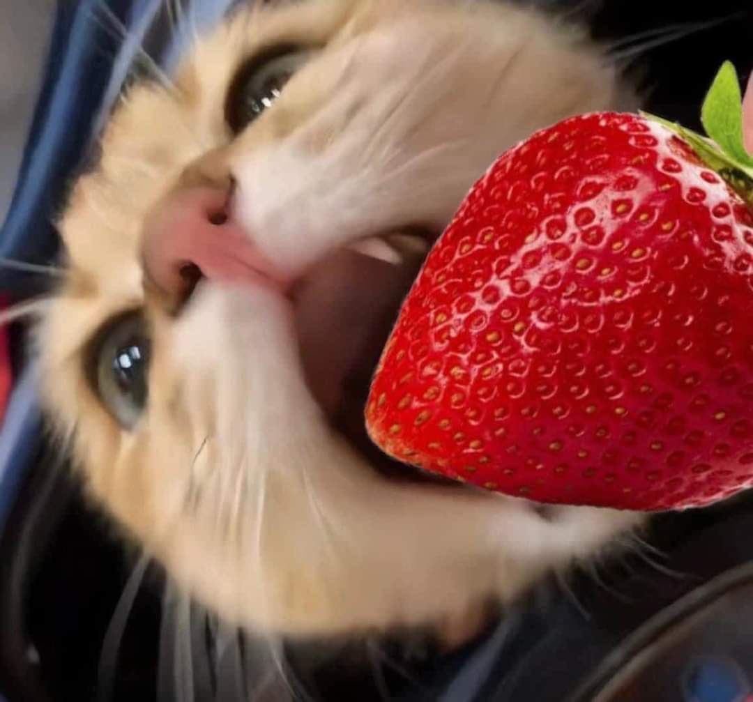 ๆฏใใฃใซ๐ฌ tweet media