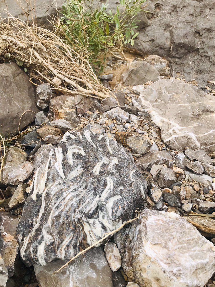 فاطمة الشحي tweet media