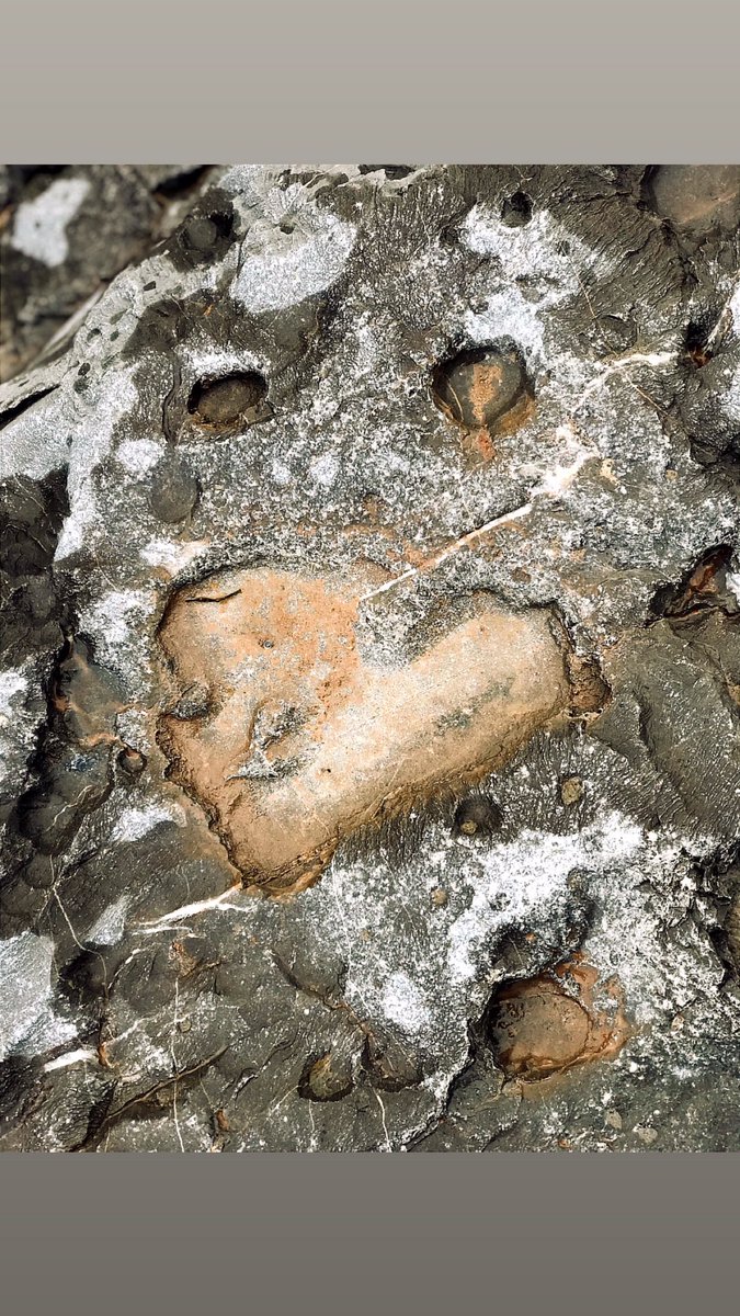 فاطمة الشحي tweet media