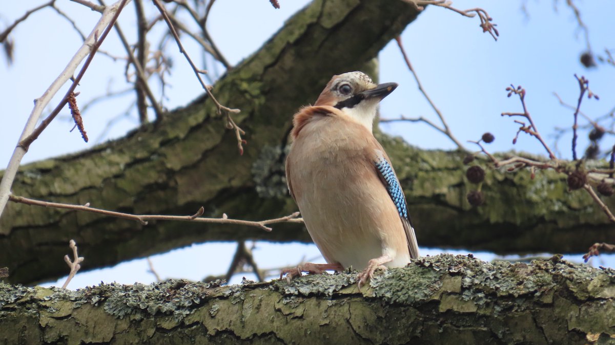 MvStuijvenberg1's tweet photo. De (Vlaamse) #Gaai kijkt naar rechts EN naar links. Heel goed.
#2026VogelJaar #71
Ik zie hem regelmatig, maar ik vind hem best schuw, best lastig voor een aardige foto.
#VandaagGemaakt #StadsSafari https://t.co/I1xQVCGaSR
