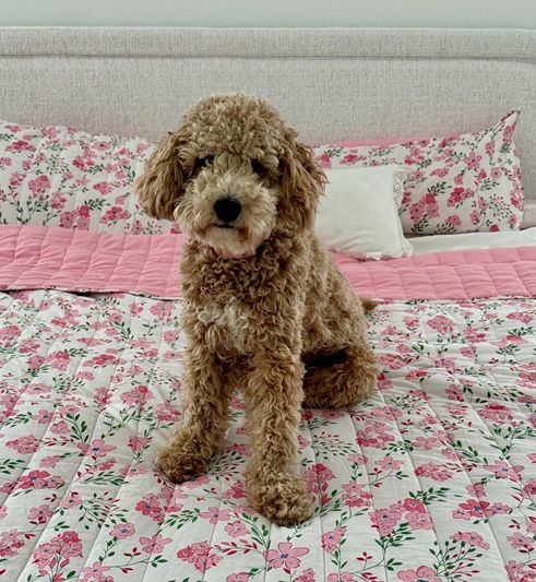 CFJ 🤙 Ho'oponopono tweet media