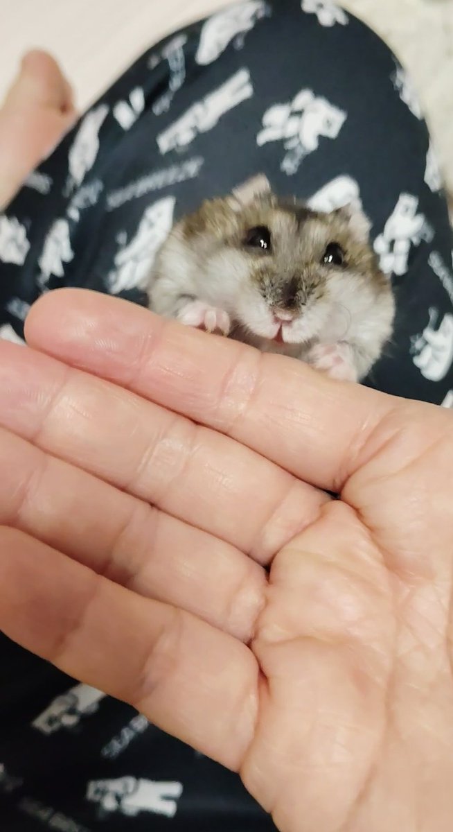 へむち tweet media