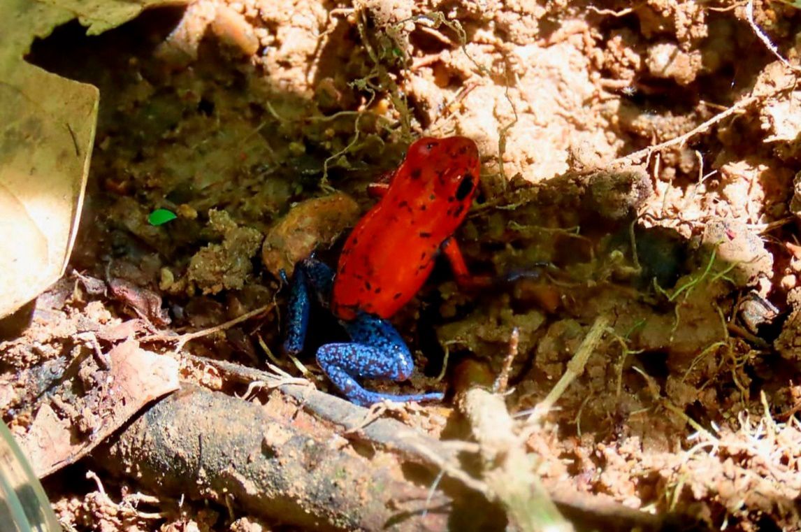 Cañón Digital tweet media