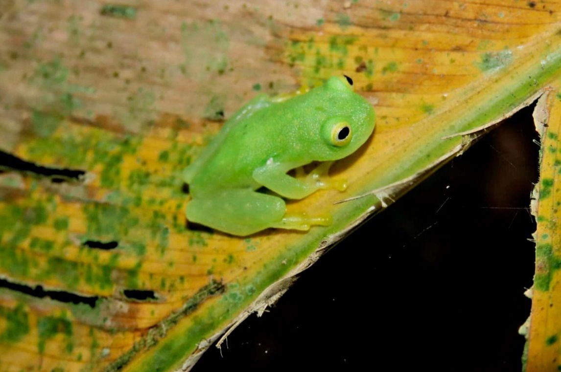 Cañón Digital tweet media