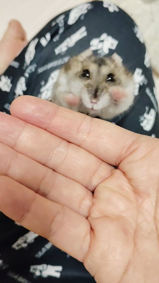 へむち tweet media