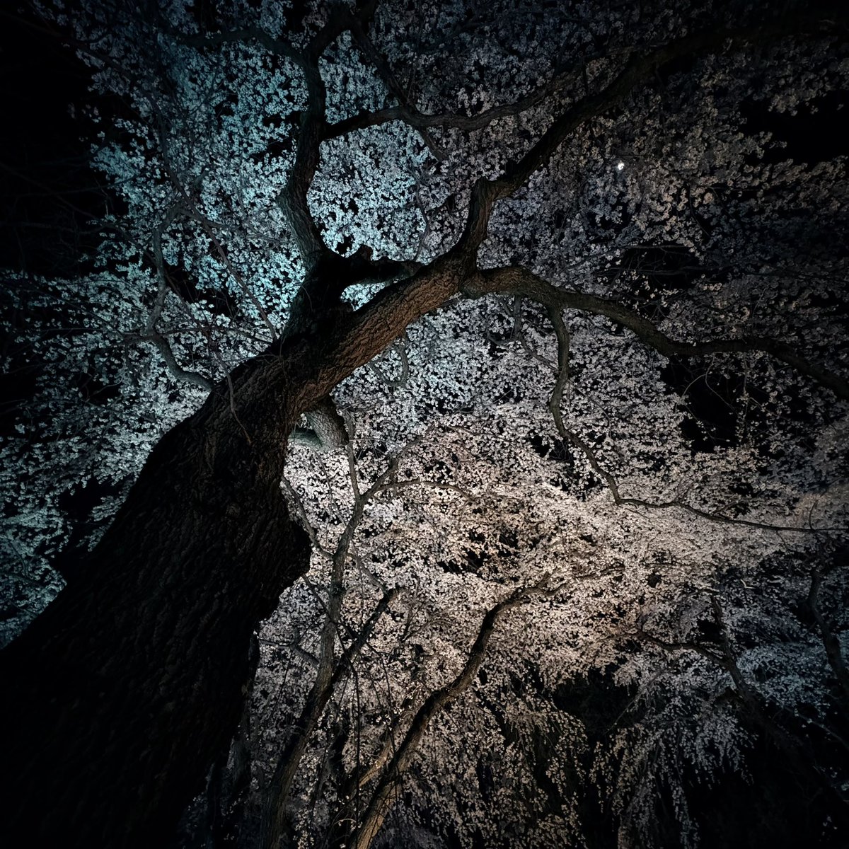 MITEI NARICO☆。.:＊・（ミテイナリコ） tweet media