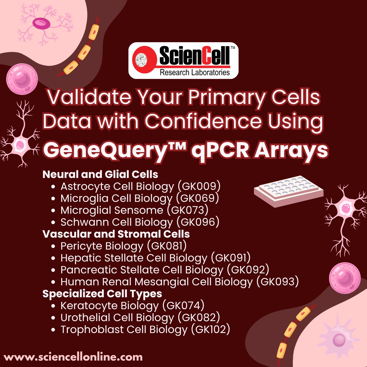 sciencell's tweet image. From discovery to validation without compromising data integrity.

GeneQuery™ qPCR Array Kits enable targeted profiling of 88 pathway-focused genes with pre-dispensed primers for consistent, reproducible scRNA-seq validation.

#qPCR #Transcriptomics #GeneExpression