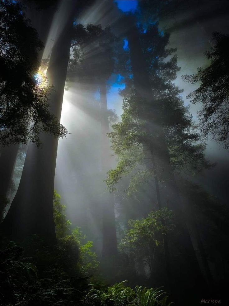 Purely Green tweet media