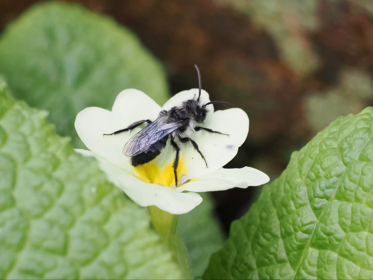 DeenaSharp18's tweet photo. Ashy Mining Bee resting on a Primrose.
#bees #insects #beesUK #wildlife #WildCornwall https://t.co/AASmKmKjke