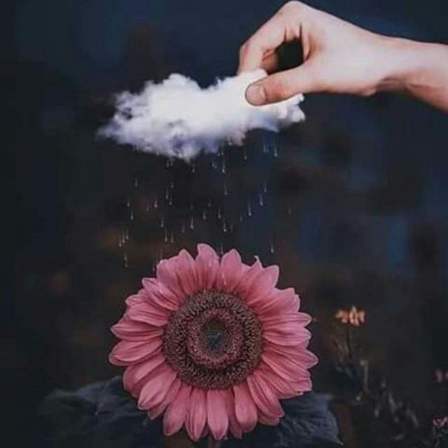 همس الياسمين tweet media