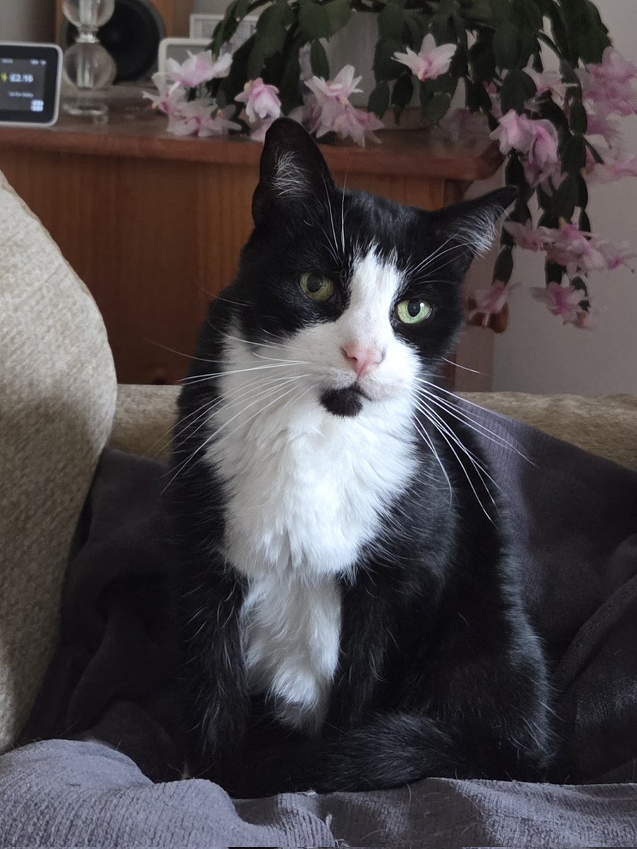 Catahoulawahwah 🦖💚🤍💜🇬🇧🏴󠁧󠁢󠁥󠁮󠁧󠁿 tweet media