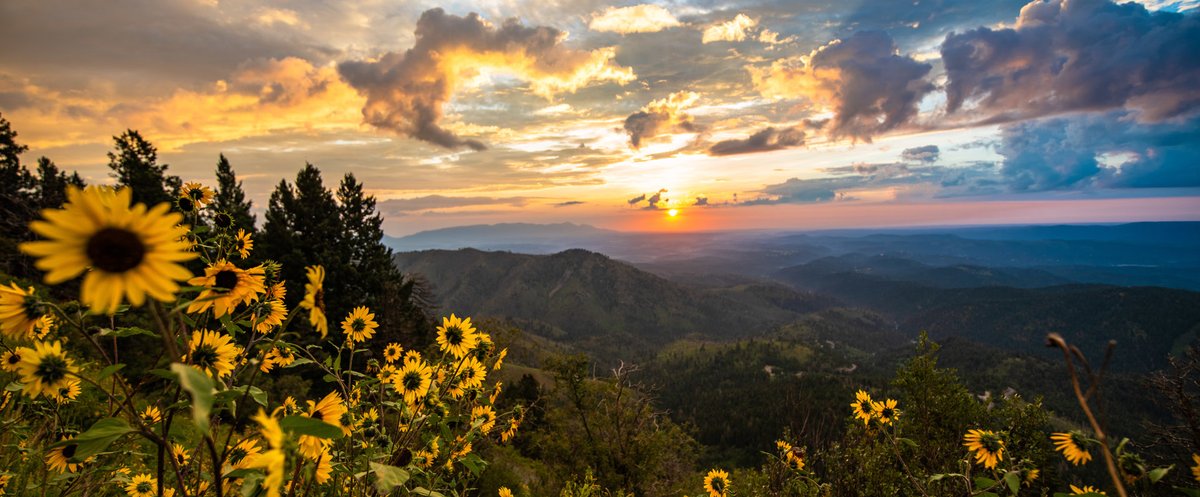 New Mexico Forestry Division tweet media