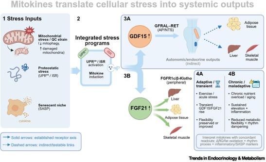 Trends_Endo_Met's tweet image. Online Now:  Reprogramming the mitochondrial–circadian energy code with incretins dlvr.it/TRp5kY #trends #endocrinology #metabolism