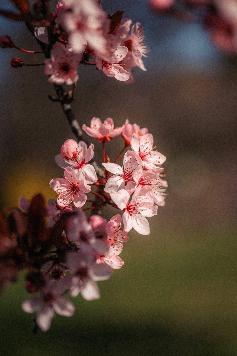 michaelboegl's tweet photo. spring has arrived https://t.co/EY5xpXywbi