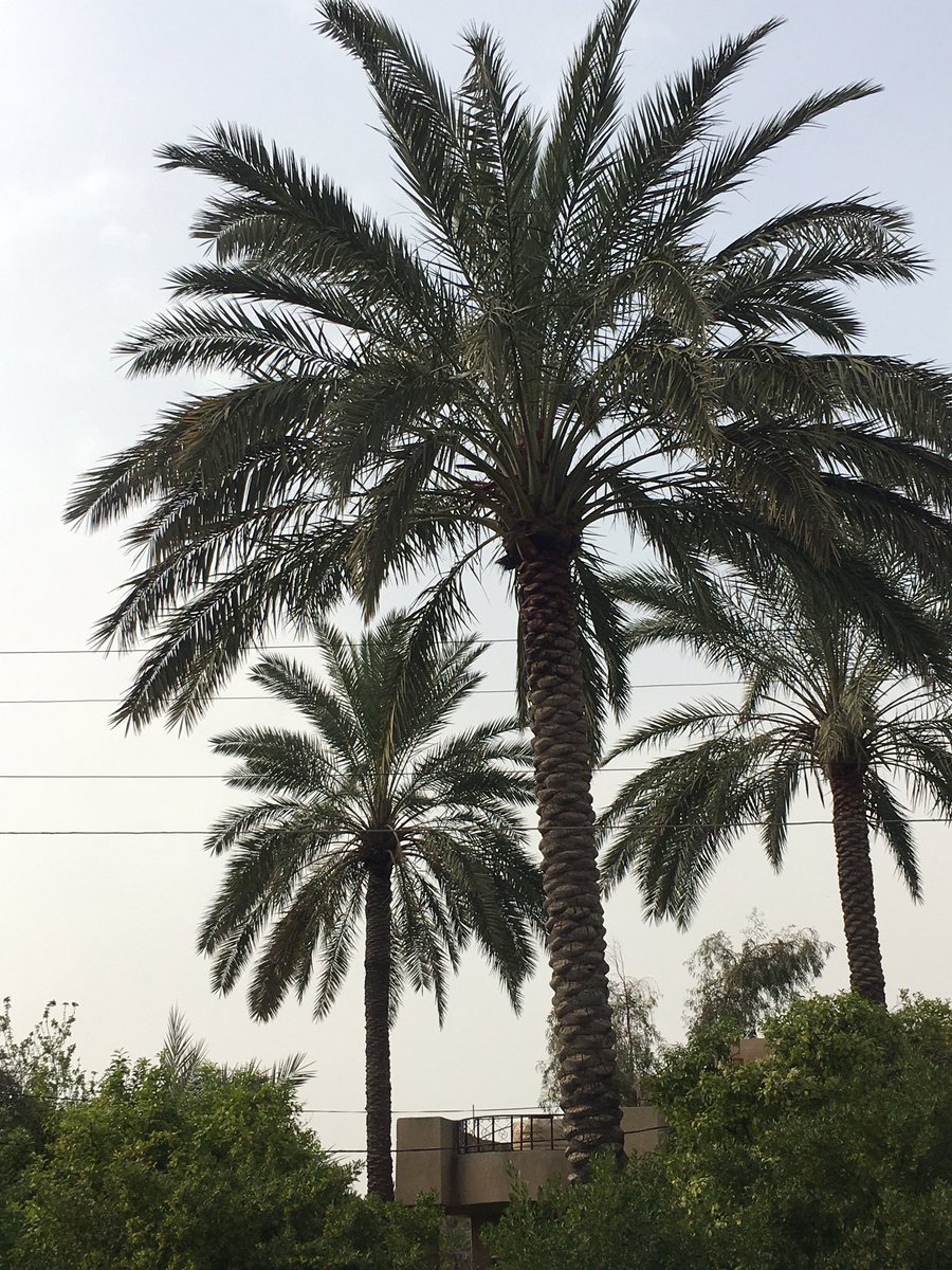 ‏أية tweet media