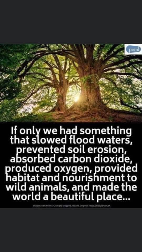 BrazenHussie🌸🦕 tweet media