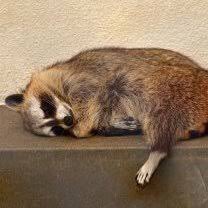 ひねもすppぐまふしぎ tweet media