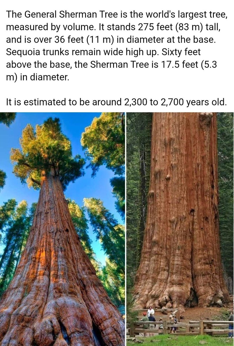 puppeteer tweet media