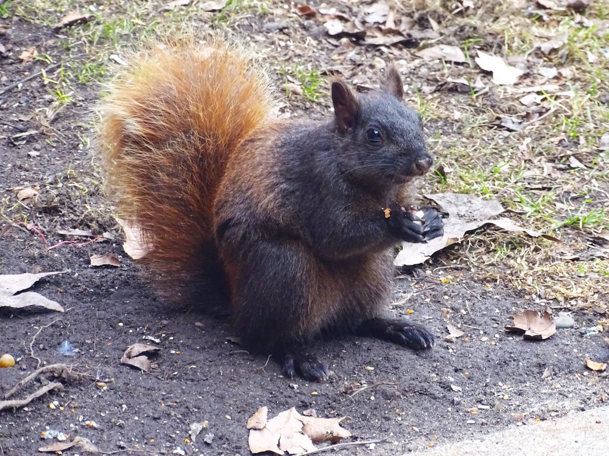 VeganSquirrelMan tweet media