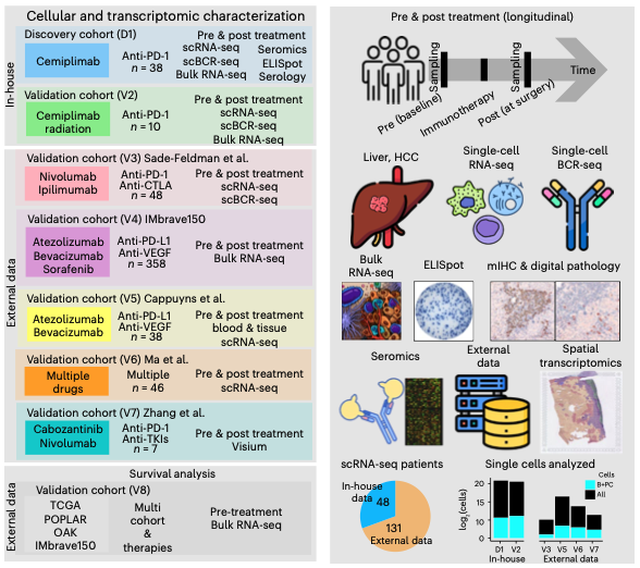 InfinityBioInc's tweet photo. A new study in Nature Medicine reveals that IgG1 producing B-cells and plasma cells are central to anti-tumor immunity. Key findings: clonal IgG1 enrichment in tumors, trafficking between lymph nodes, and targeting of tumor antigens. A T-cell + humoral strategy could transform cancer outcomes.

https://t.co/xGoPnlS6tB

#Immunotherapy #CancerResearch #Bcells #MultiOmics #BCRseq #AntibodyReactome #PrecisionMedicine #Oncology