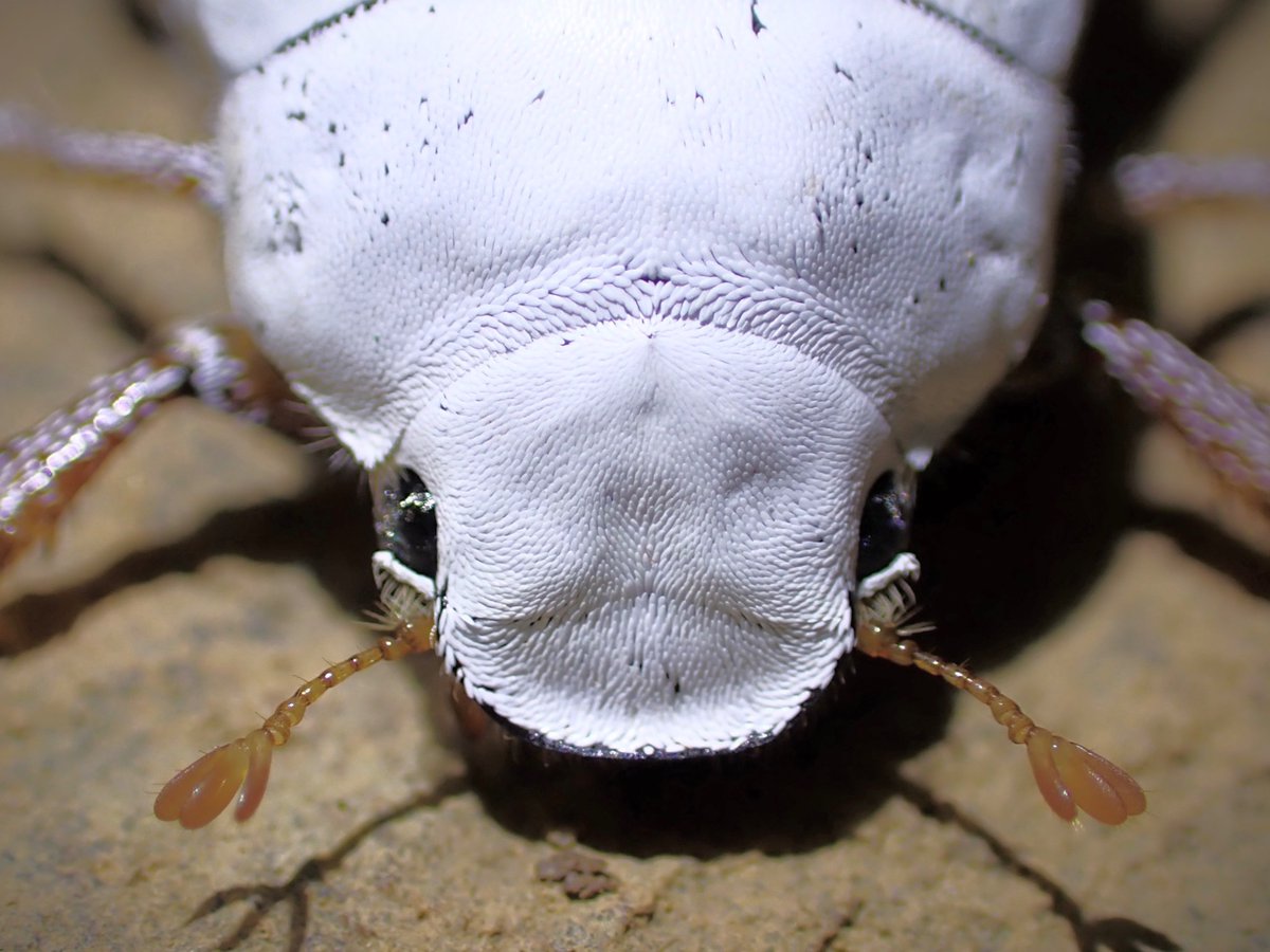 shloop 𓆤 tweet media