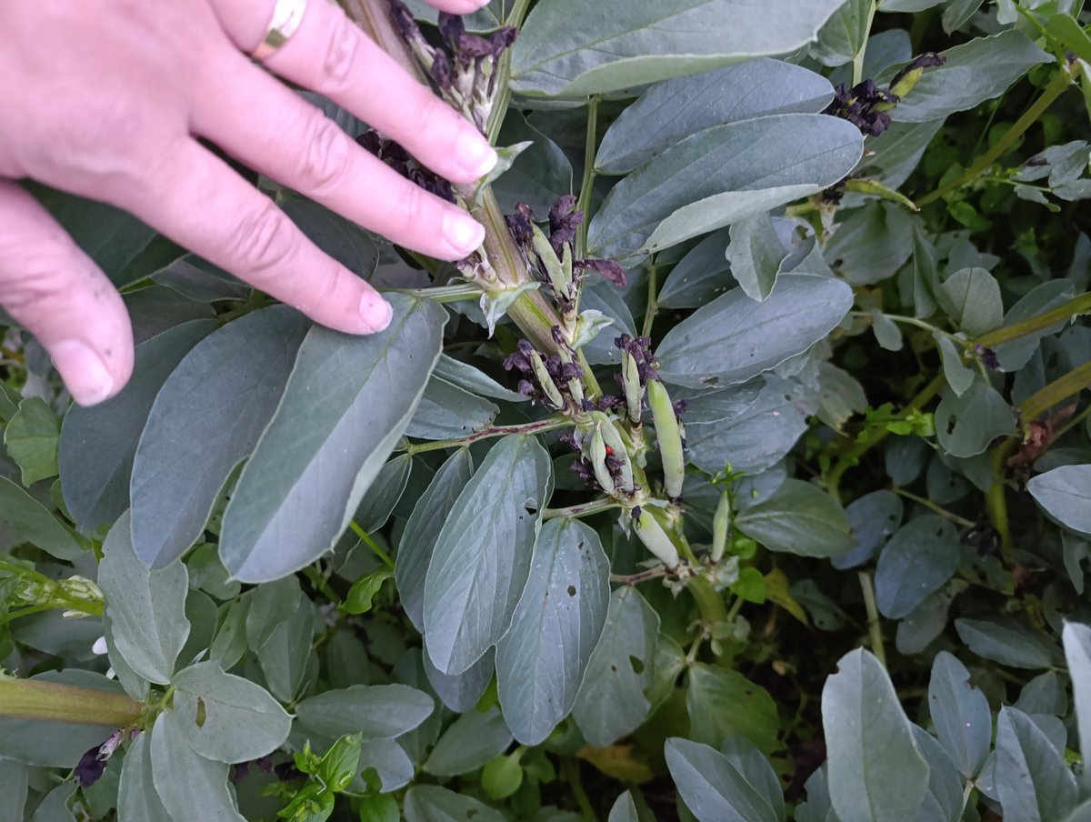 Banu Çolak tweet media