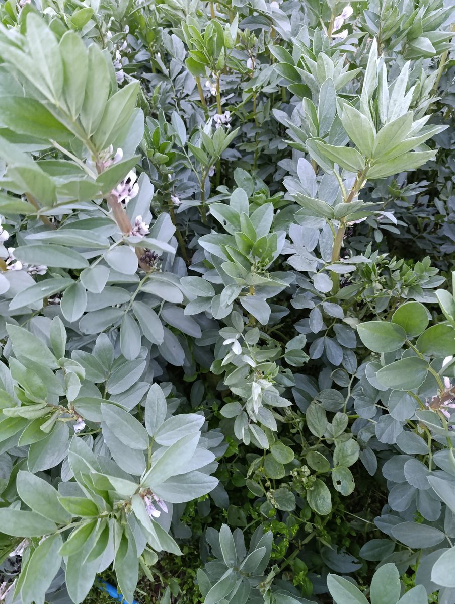 Banu Çolak tweet media